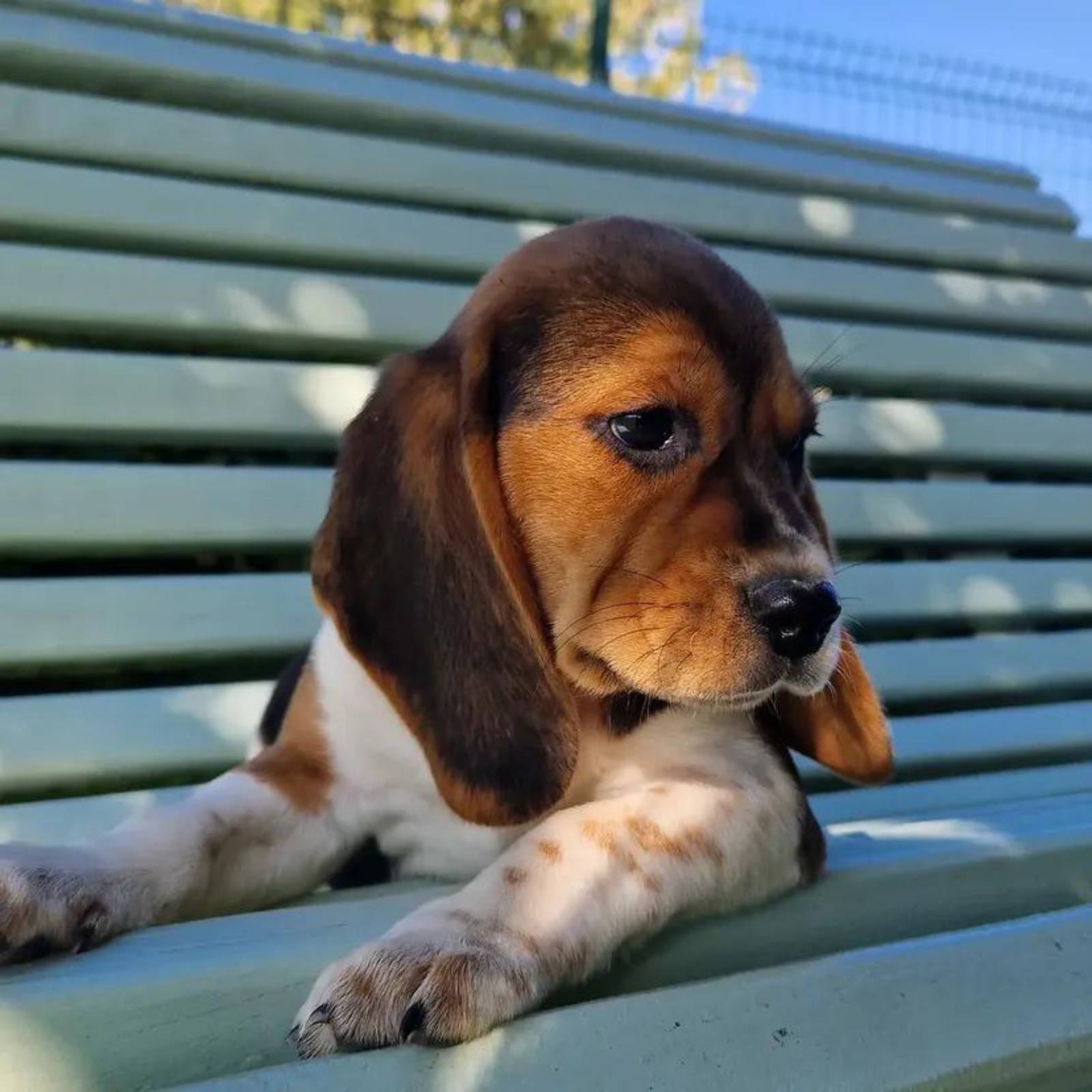 Petit chiot - 3