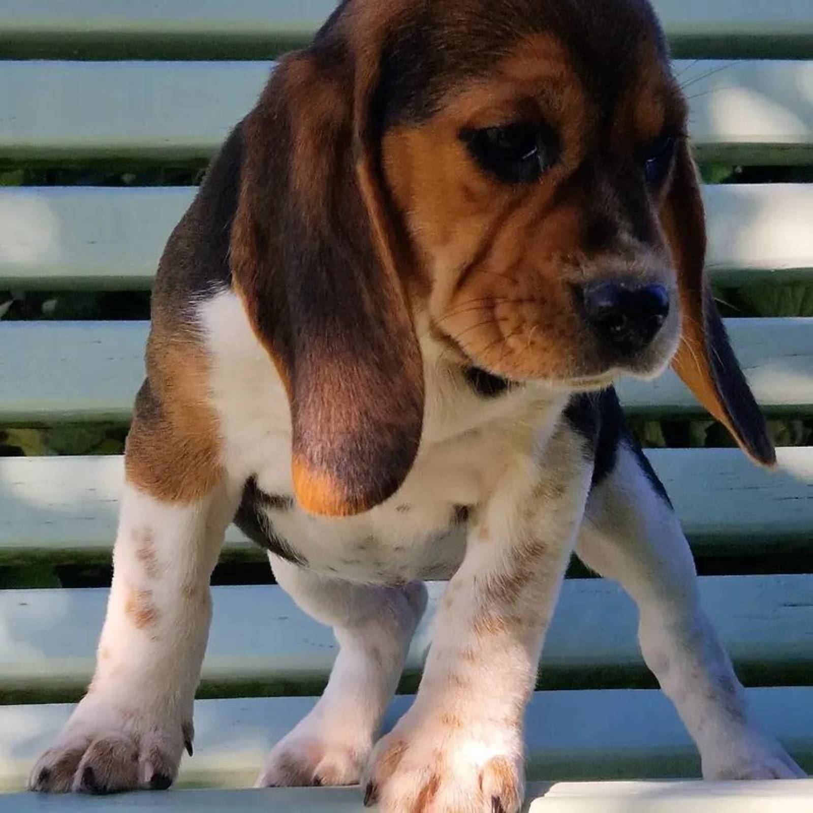Petit chiot - 4