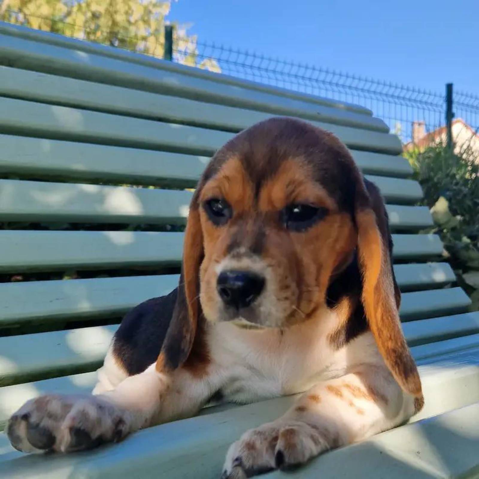 Petit chiot - 5