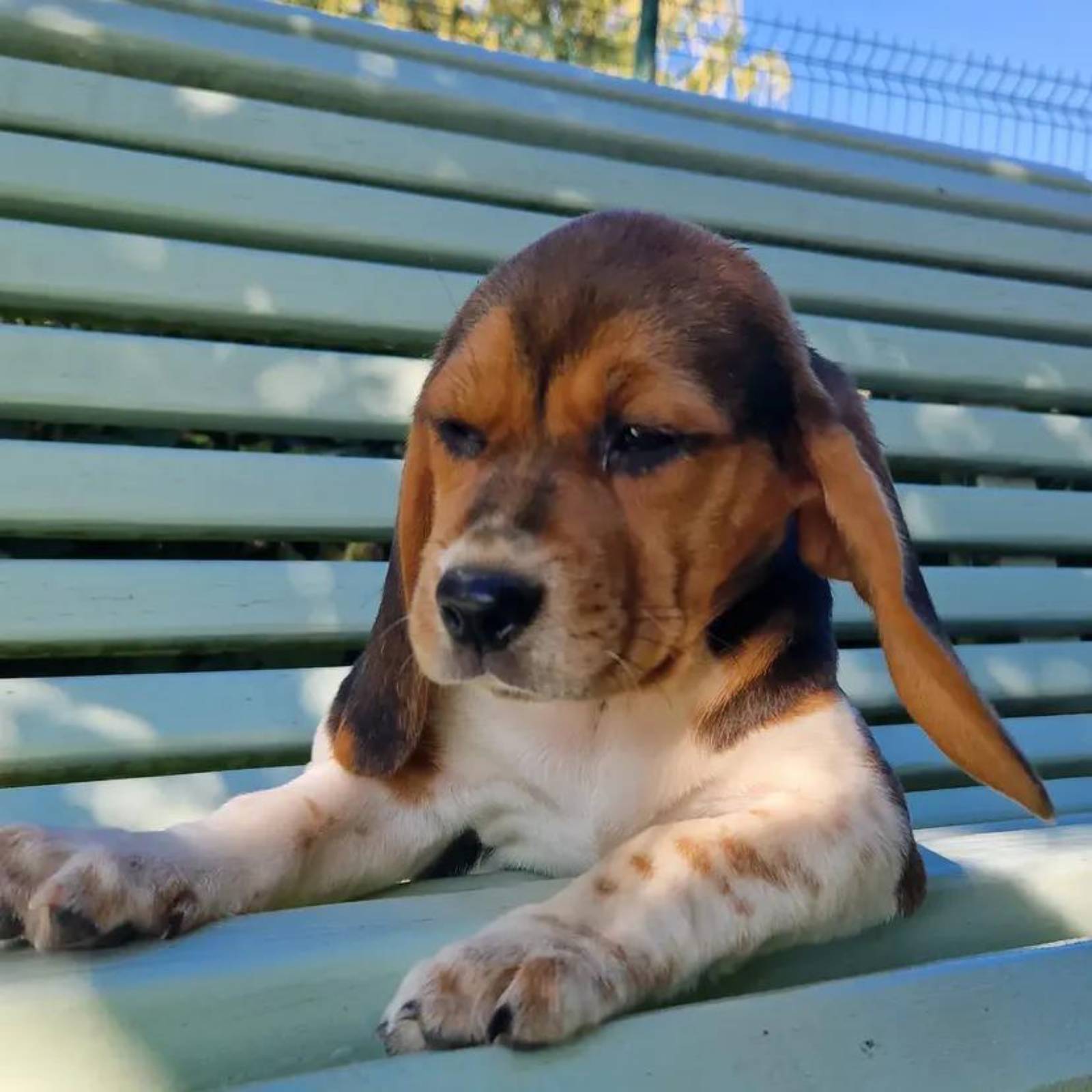 Petit chiot - 6