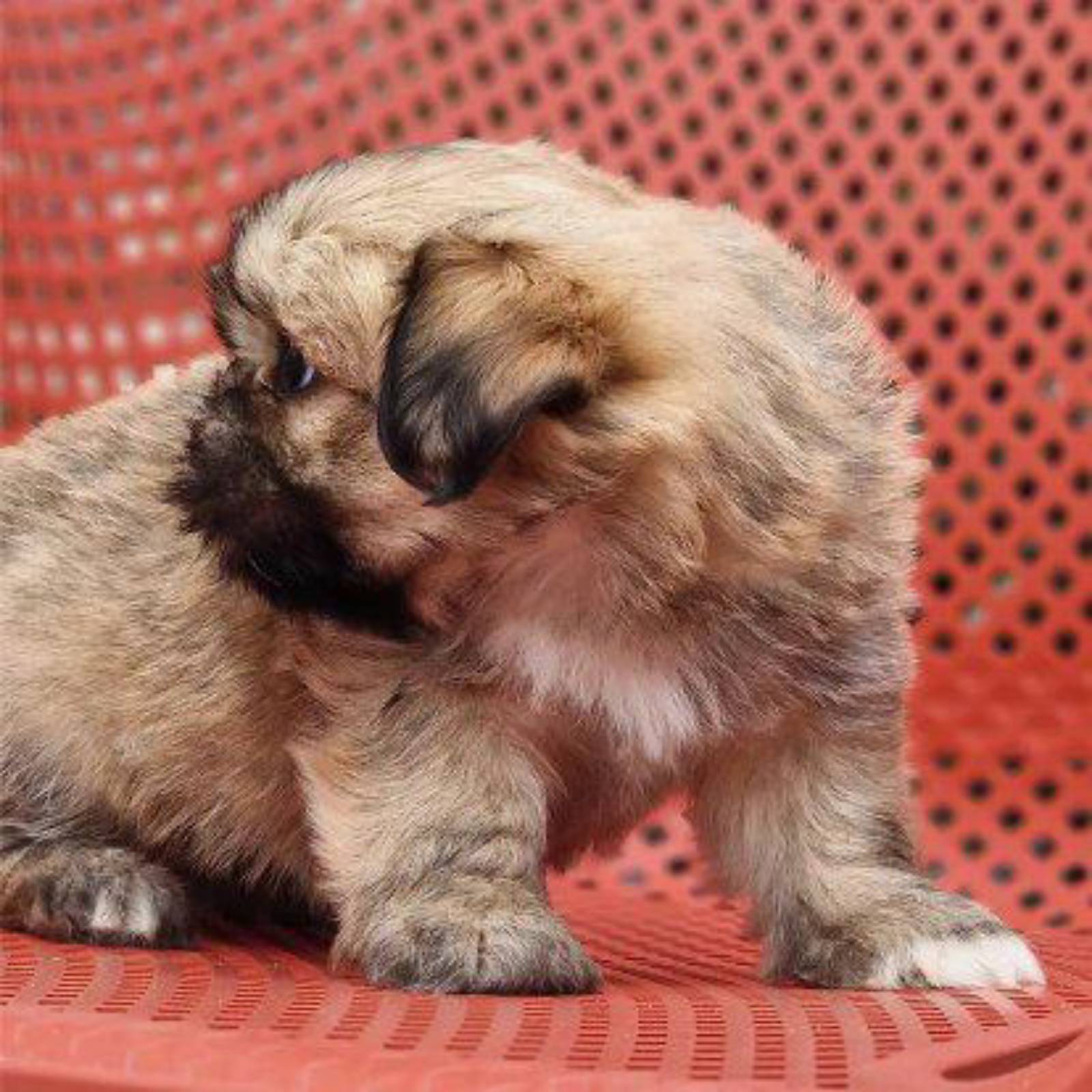 Petit chiot - 2