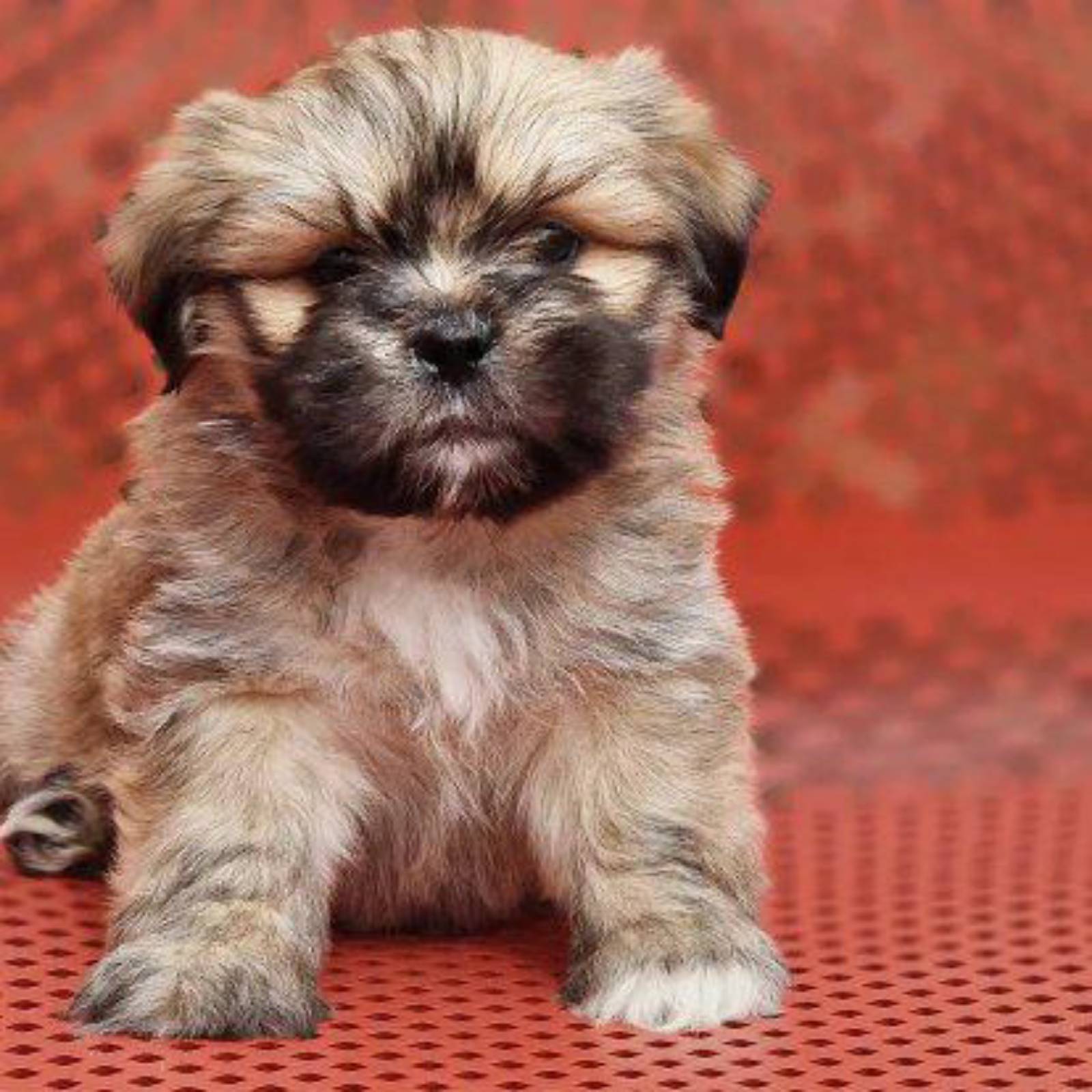 Petit chiot - 3