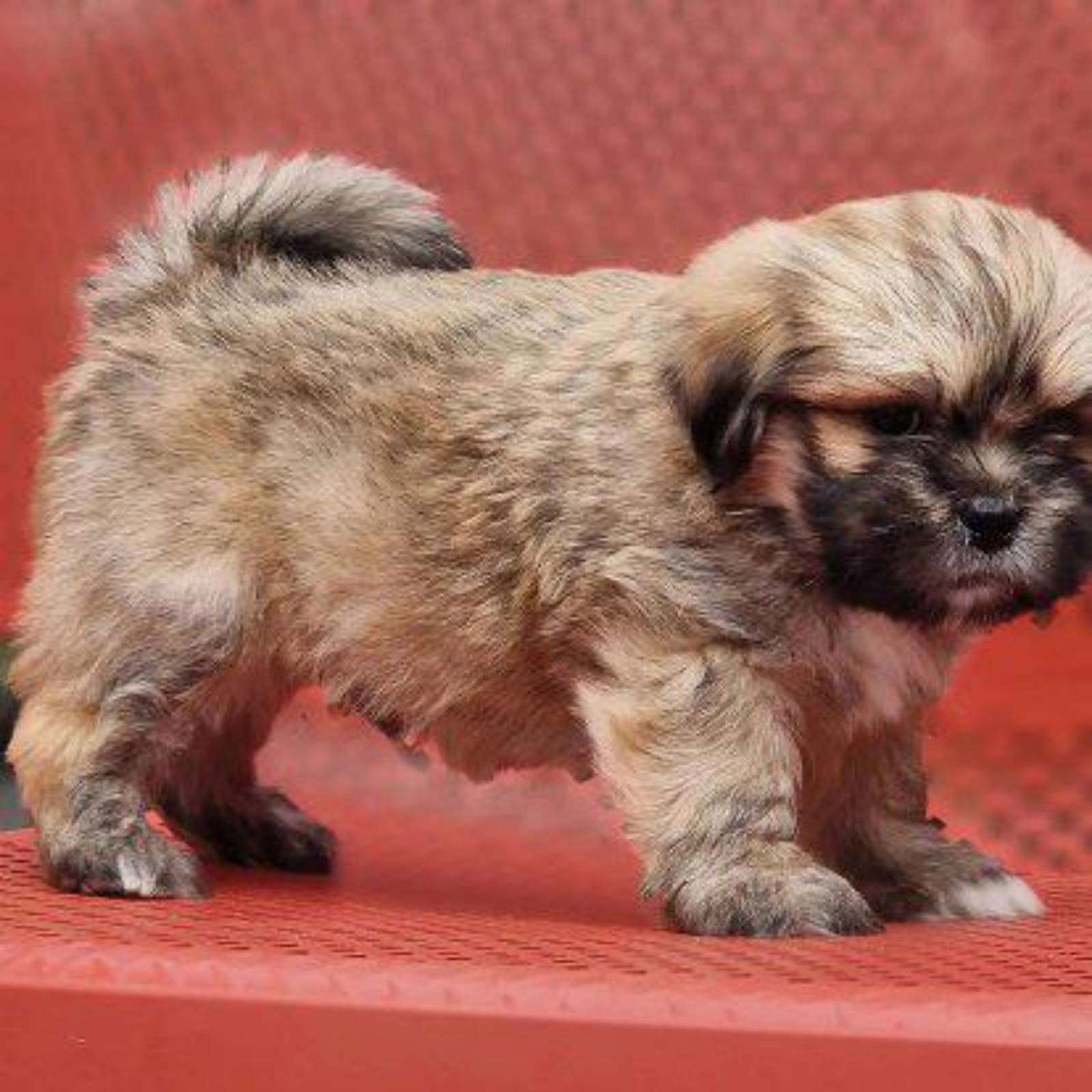 Petit chiot - 4