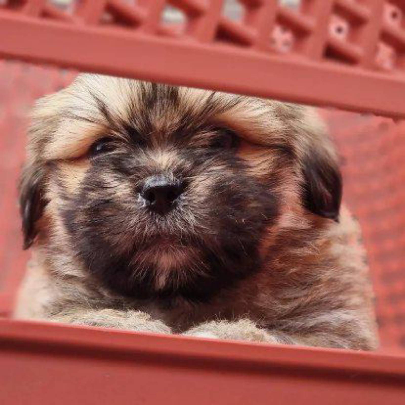 Petit chiot - 5