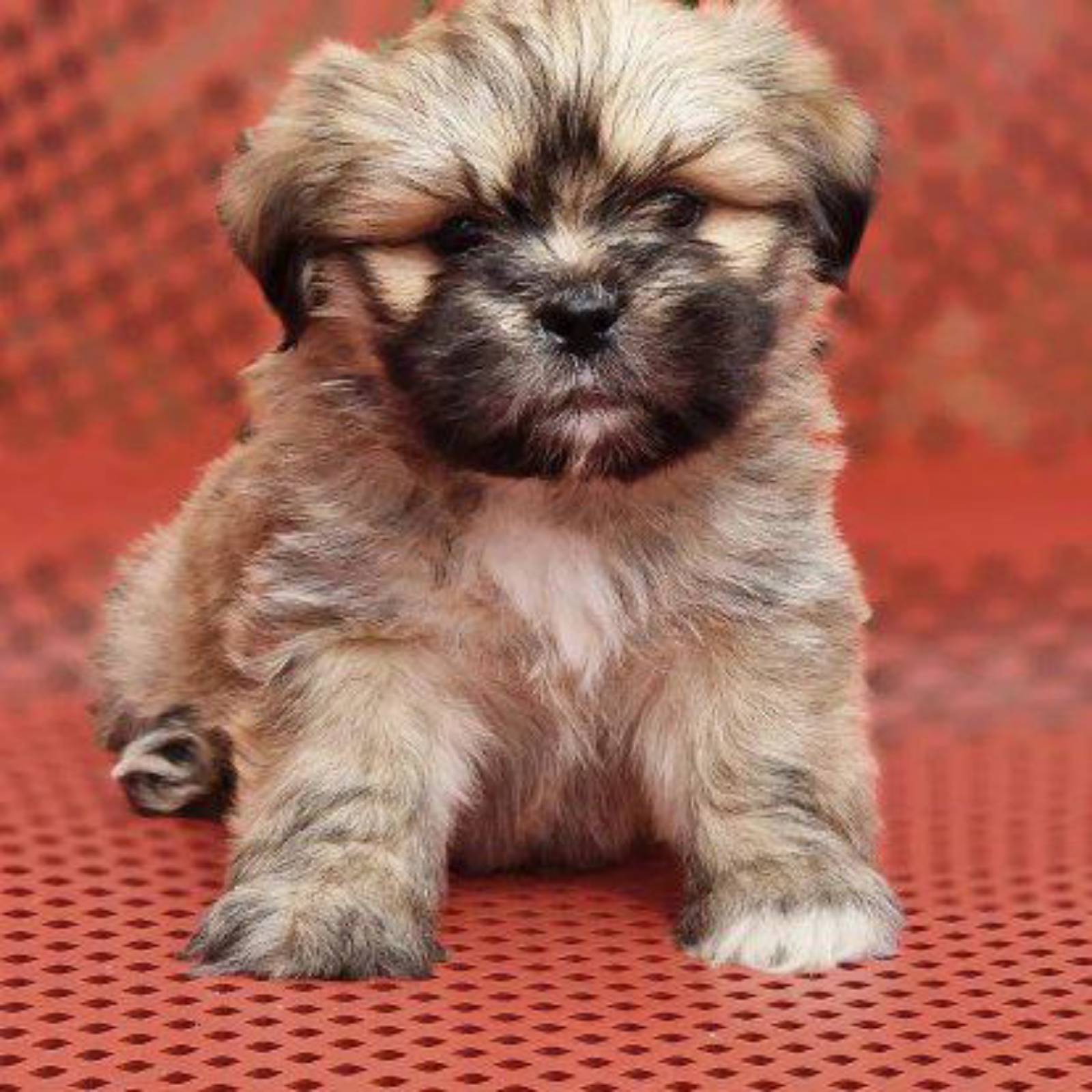 Petit chiot - 6
