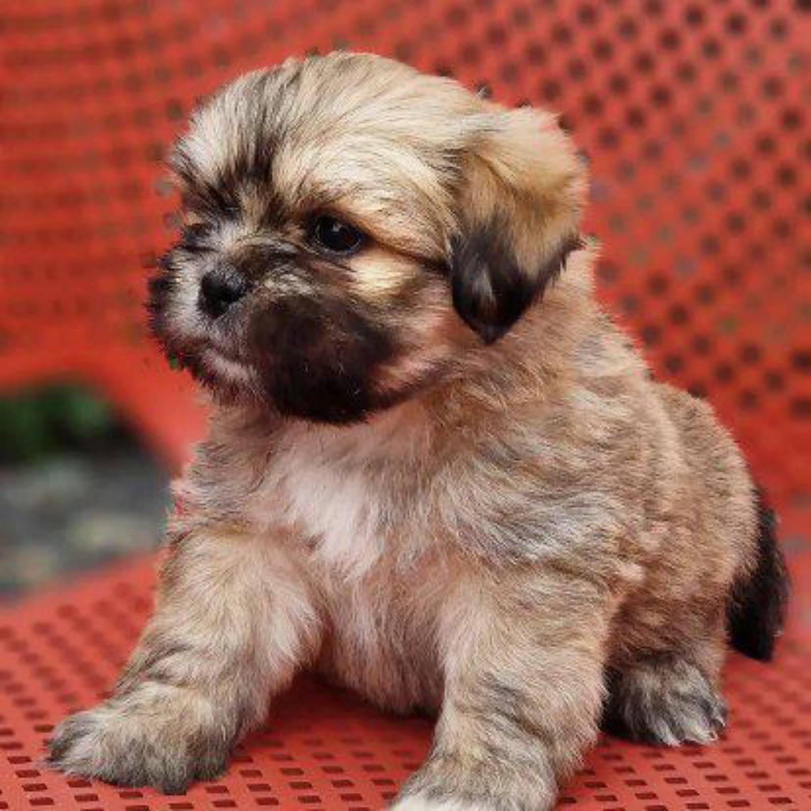 Petit chiot