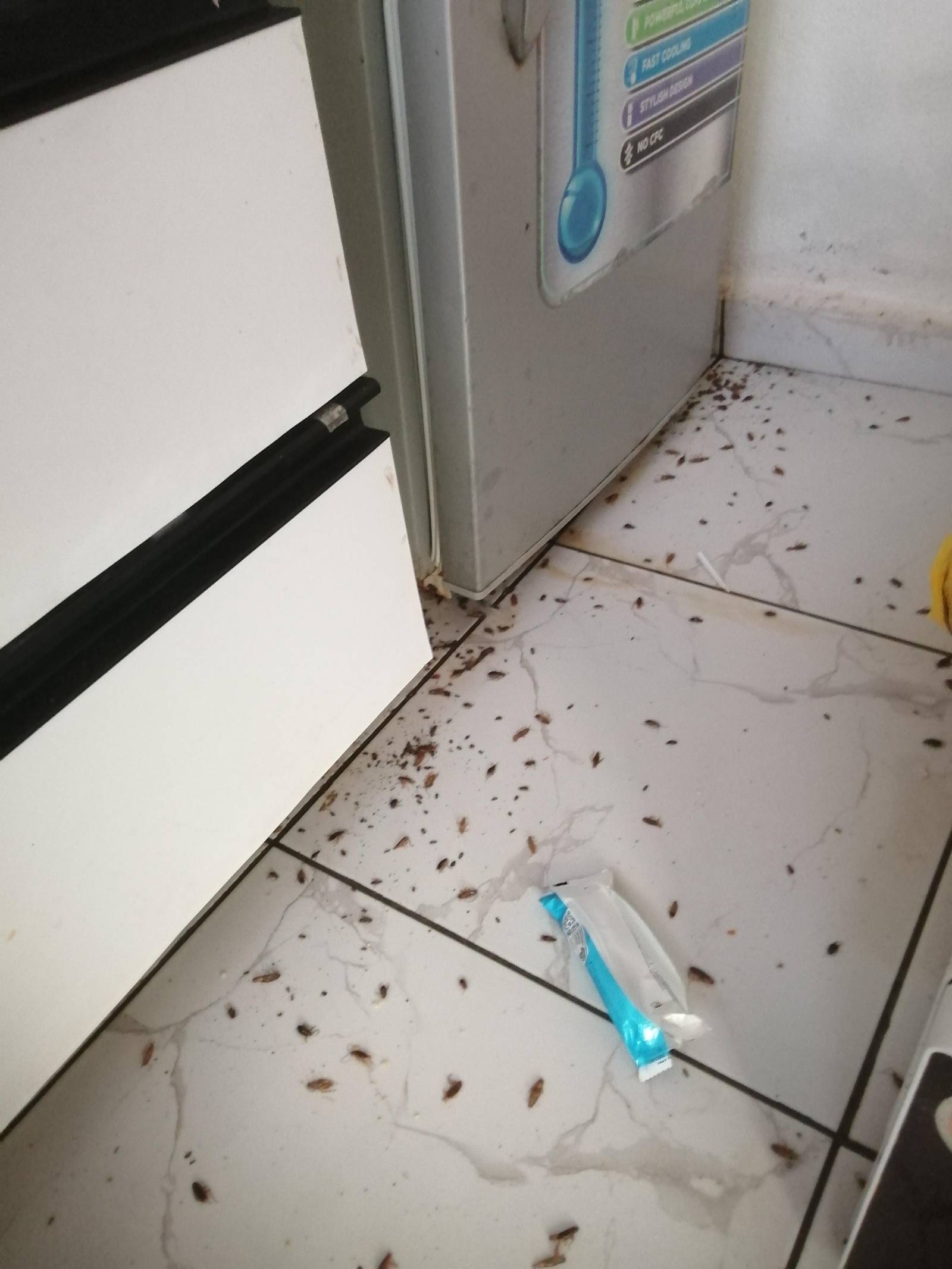 Service professionnel de Désinsectisation