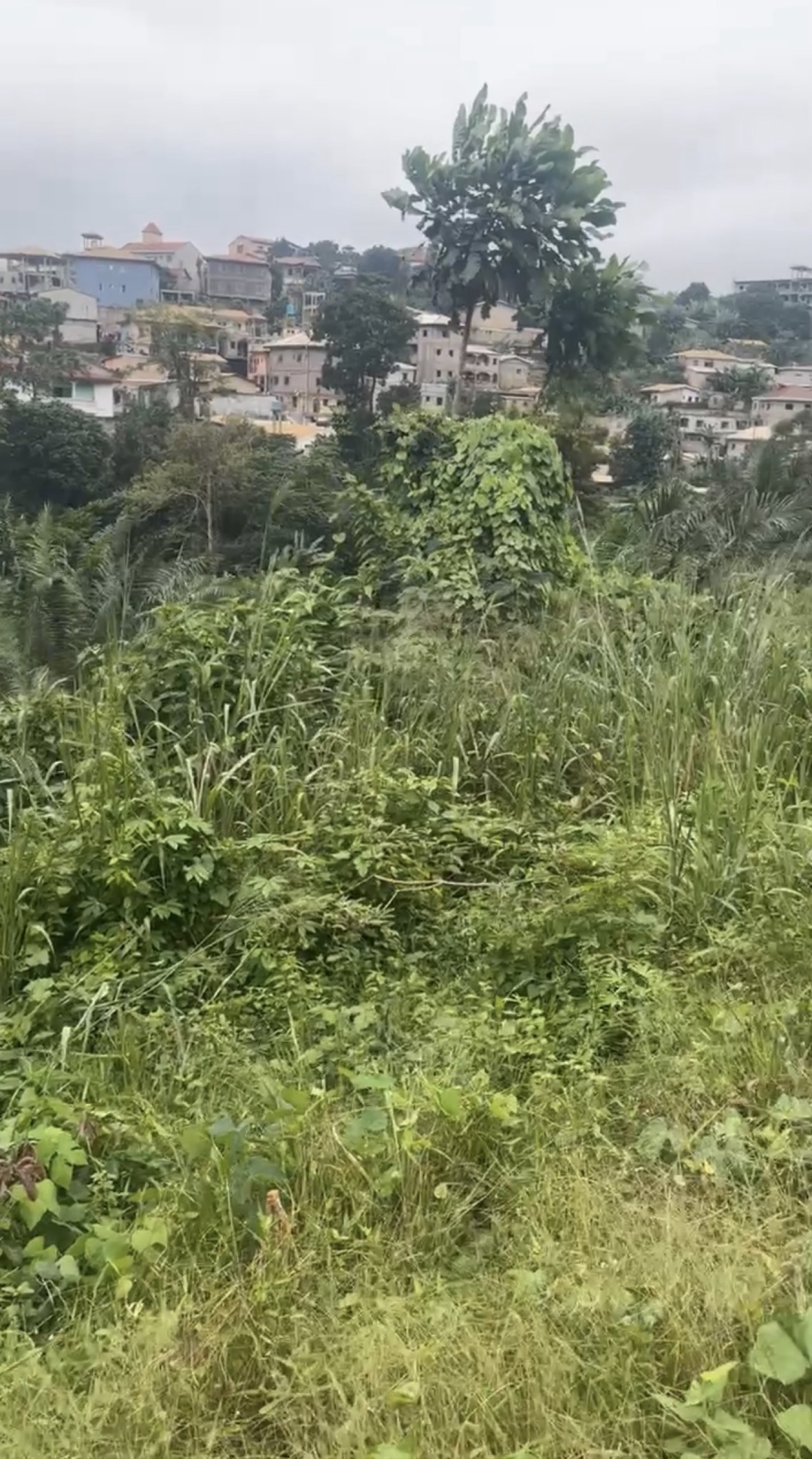 Terrain