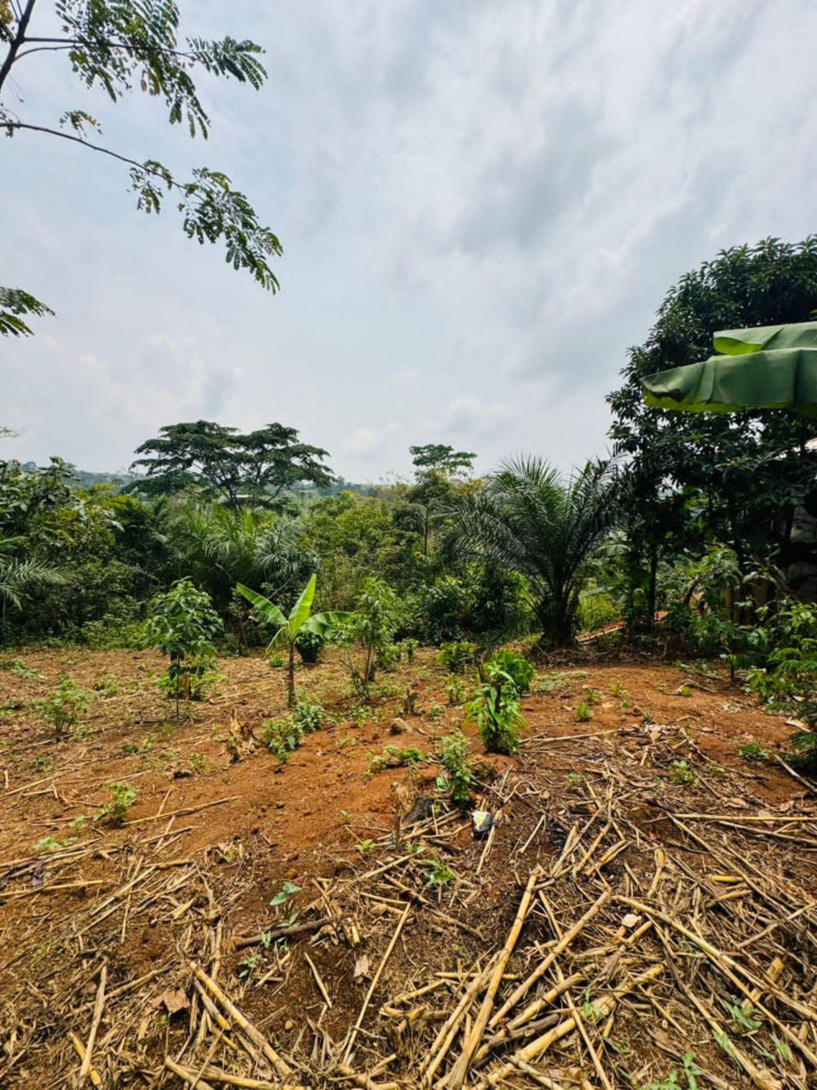🏡 *10 Hectares de Terrain à Vendre – Douala, Bomono (Après Bonabéri) 🇨🇲*

Transaction sécurisée et rapide avec *une seule signature requise* !

*Détails :*
- *Localisation* : Douala, Bomono – juste après Bonabéri
- *Superficie* : 10 hectares 
- *Prix* : 7 000 FCFA/m².
- *Documentation* :un signataire.
- *Idéal pour* : Projets immobiliers, agriculture, entrepôts, zone industrielle.

📞 *Contact & WhatsApp* : +237...

Situé dans une zone en forte croissance de Douala. Une opportunité parfaite pour les investisseurs et promoteurs qui veulent agir vite !

#TerrainAVendre #ImmobilierDouala #Bomono #InvestirAuCameroun #Bonaberi #FoncierCameroun #Opportunité - 3