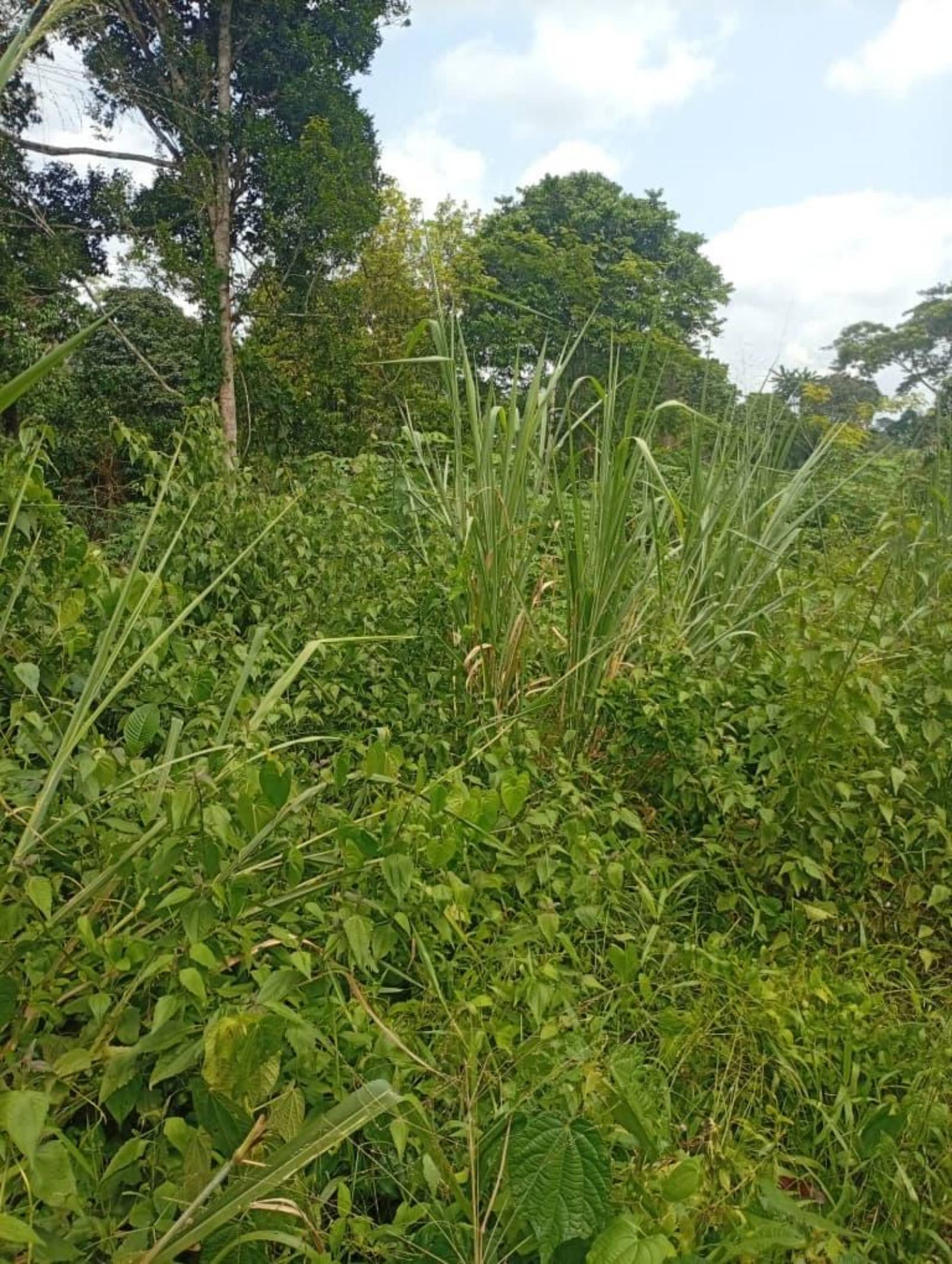 🏡 *10 Hectares de Terrain à Vendre – Douala, Bomono (Après Bonabéri) 🇨🇲*
Transaction sécurisée et rapide avec *une seule signature requise* !
*Détails :*
- *Localisation* : Douala, Bomono – juste après Bonabéri
- *Superficie* : 10 hectares
- *Prix* : 7 000 FCFA/m².
- *Documentation* :un signataire.
- *Idéal pour* : Projets immobiliers, agriculture, entrepôts, zone industrielle.
📞 *Contact & WhatsApp* : +237...
Situé dans une zone en forte croissance de Douala. Une opportunité parfaite pour les investisseurs et promoteurs qui veulent agir vite !
#TerrainAVendre #ImmobilierDouala #Bomono #InvestirAuCameroun #Bonaberi #FoncierCameroun #Opportunité